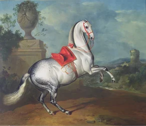 De schimmel in galop