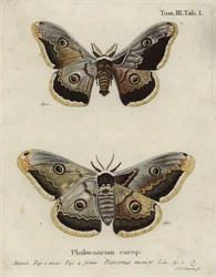 Keizermot, Saturnia pavonia.