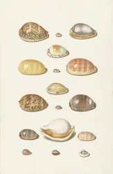 Cowry Schelpen