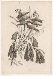 Parasolachtige bloemen
