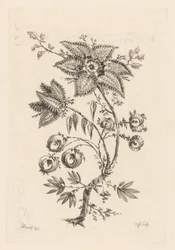 Stervormige bloemen