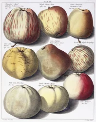 Verschillende appels, 1758