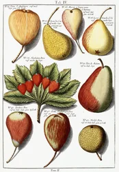 Verschillende perensoorten, 1760-1766