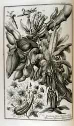 Bijbelse planten en vruchten, waaronder alruin en meloen