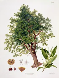 Tamme kastanje, gegraveerd door A. Haase
