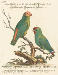 Papegaai (Le Perroquet Indien. Psittacus Minimus)