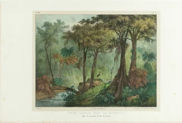 Oerwoud bij Manqueritipa. Uit Malerische Reise in Brasilien, 1835
