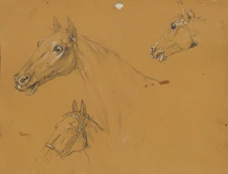 Paardenstudie voor 