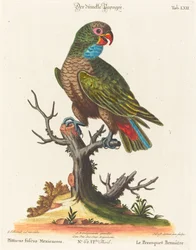 Papegaai (Le Perroquet Brunatre. Pfittacus Fulcus Mexicanus)