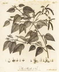 Zachte berk, Betula pubescens