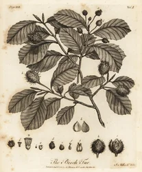 Europese beuk of gewone beuk, Fagus sylvatica