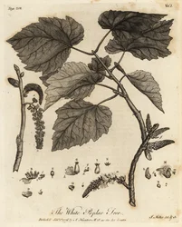 Witte populier, Populus alba