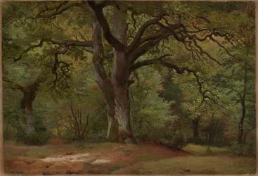 Eikenbos in de Solling