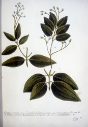 Cinnamomum Zeylanicum (Ceylon kaneelboom) - Gravure van het Herbarium door J.W. Weinmann in 1737