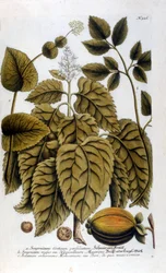 Smyrnium Cretium perfoliatum - Maceron de Crete of Maceron perfolia. Plaat uit het herbarium van J. W. Weinmann