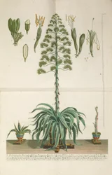 Gegraveerde en mezzotint plaat van Aloe Americana folio Mucronato, ca. 1735-1737