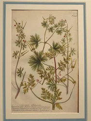Robertskruid (Geranium robertianum), gekleurde gravure
