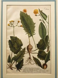 Muurhavikskruid (Hieracium murorum), gekleurde gravure