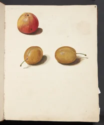 Studie van appel en pruimen