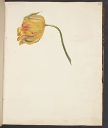 Studie van een gele tulp