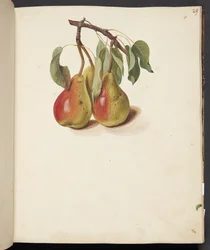 Studie van peren