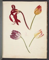Studie van tulpen