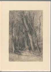 Boslandschap bij Delden