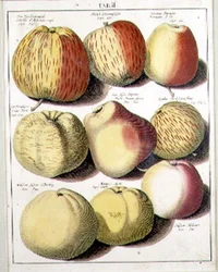 Appels door Seligman