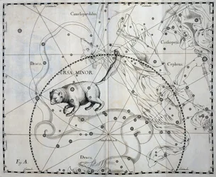 Kleine Beer, Boreale constellatie van de Kleine Beer, gravure uit sterrenatlas Firmamentum Sobiescianum sive Uronographia, door Johann Hevelius