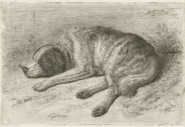 Slapende hond naar links