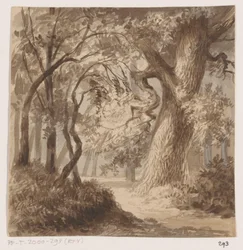 Boslandschap
