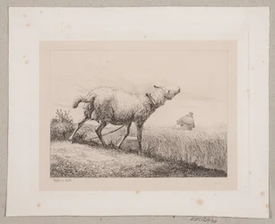 Een blèrend schaap
