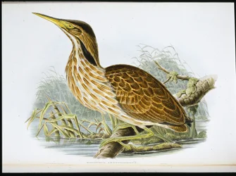 Amerikaanse roerdomp (Botaurus Lentiginosus)