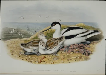 Kluut (Recurvirostra Avocetta)