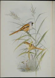 Baardman (Calamophilus Biarmicus)