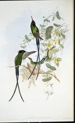 Zwartkapkolibrie (Trochilus polytmus)