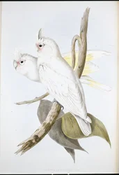 Met bloed bevlekte kaketoe (Cacatus sanguinea)