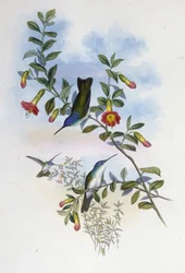 Blauwhals Azure Kroon