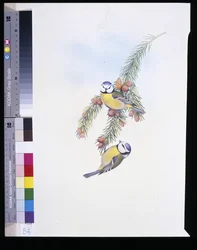 Pimpelmees (Parus Caeruleus)