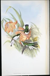 Braziliaanse Fee (Heliothrix Auriculatus)