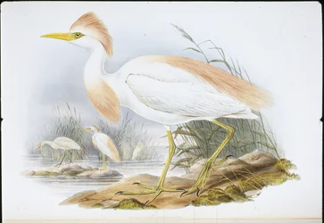 Roodrugreiger