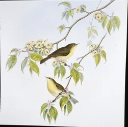 Tjiftjaf (Phyllopneuste Rufa)