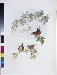 Winterkoning (Troglodytes Europeus)