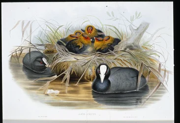 Meerkoet (Fulica Atra)