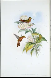 Koraalsnavelamazilia (Amazilia Corallirostris)