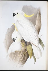Kaketoe (Cacatua Galerita)