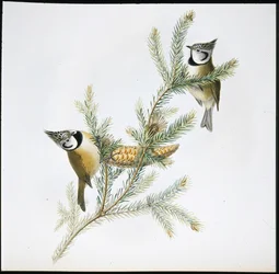 Kuifmees (Parus Cristatus)