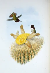 Floresi