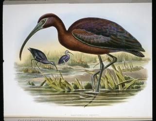 Glanzende Ibis