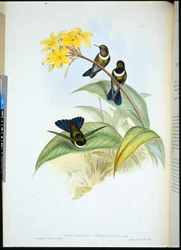 Gorgeted Zon Engel